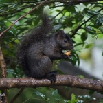 Black squirrel in rain