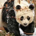 Mei Xiang dusted with snow
