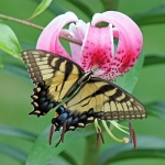 Swallowtail on Lily
